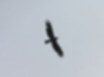Circaetus gallicus