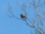 Corvus cornix
