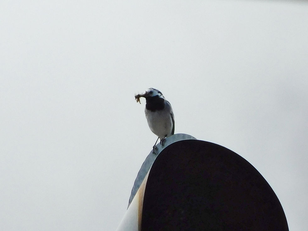 Motacilla alba