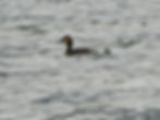 Podiceps cristatus