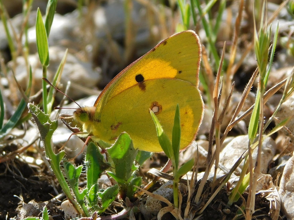 Colias crocea ♂