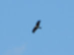 Milvus migrans