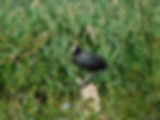 Fulica atra
