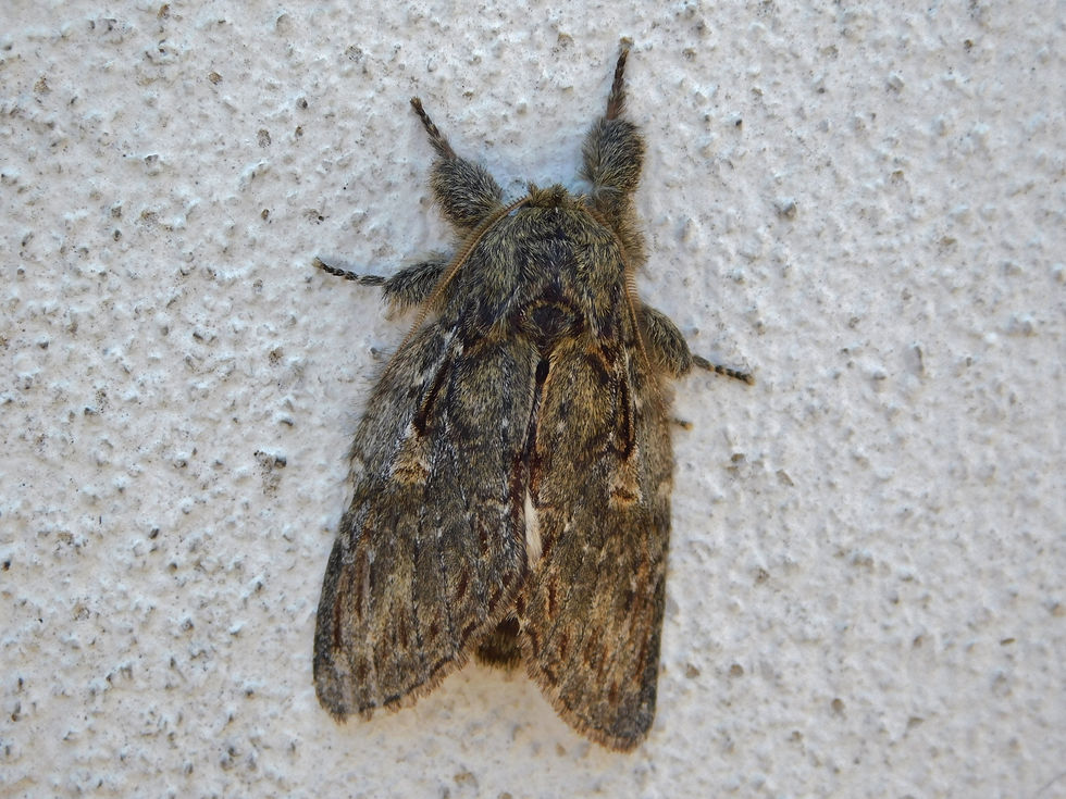 Peridea anceps