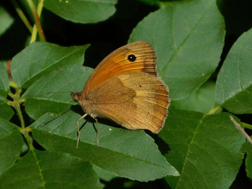 Maniola jurtina ♀