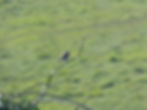 Lanius collurio
