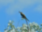 Merops apiaster