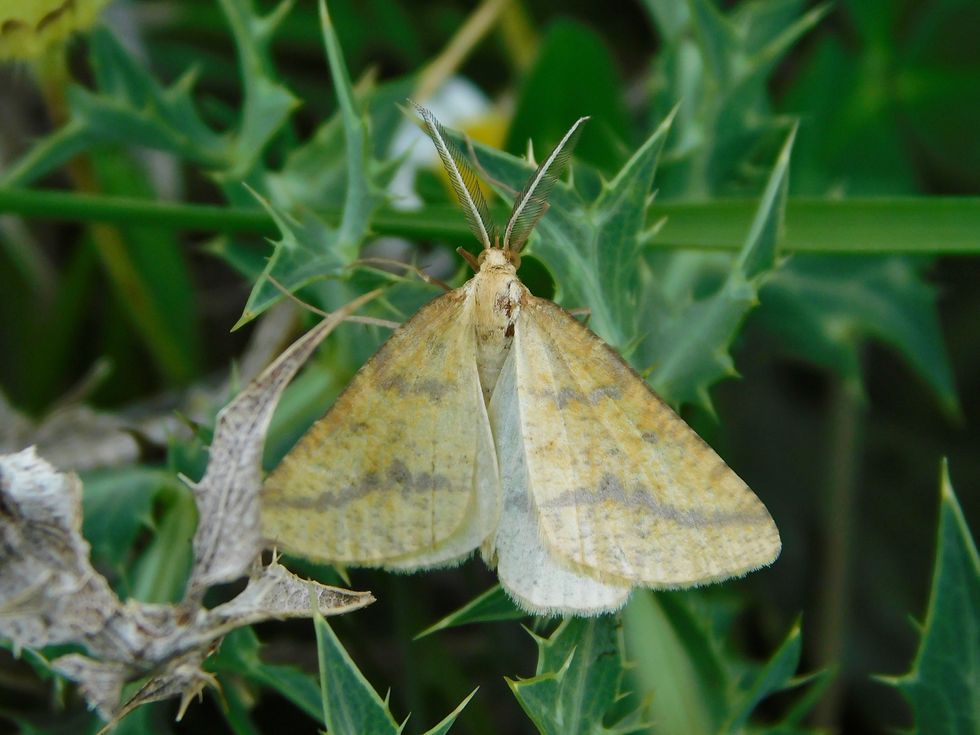 Aspitates ochrearia