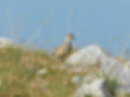 Charadrius morinellus