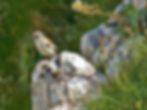 Montifringilla nivalis