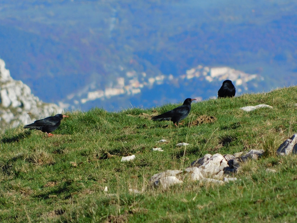 Pyrrhocorax pyrrhocorax