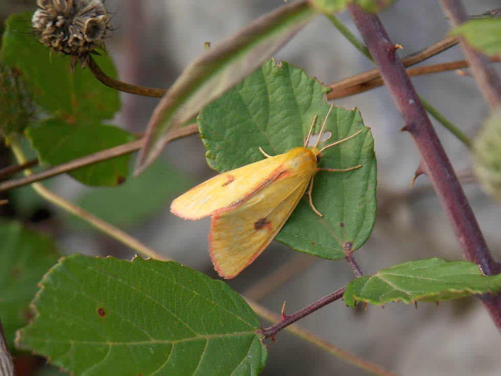 Diacrisia sannio