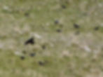 Pyrrhocorax pyrrhocorax