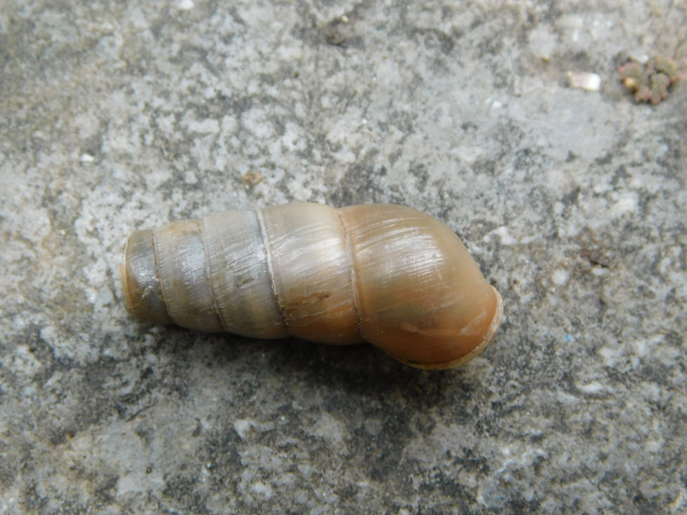 Rumina decollata