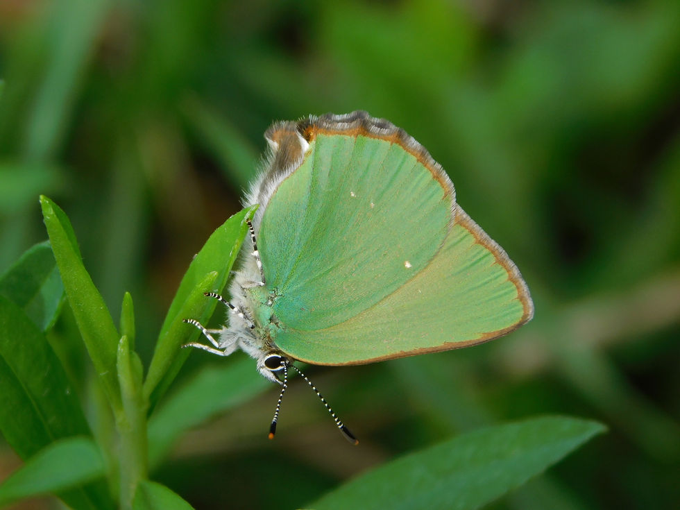 Callophrys rubi