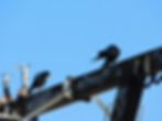 Pyrrhocorax pyrrhocorax
