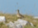 Charadrius morinellus