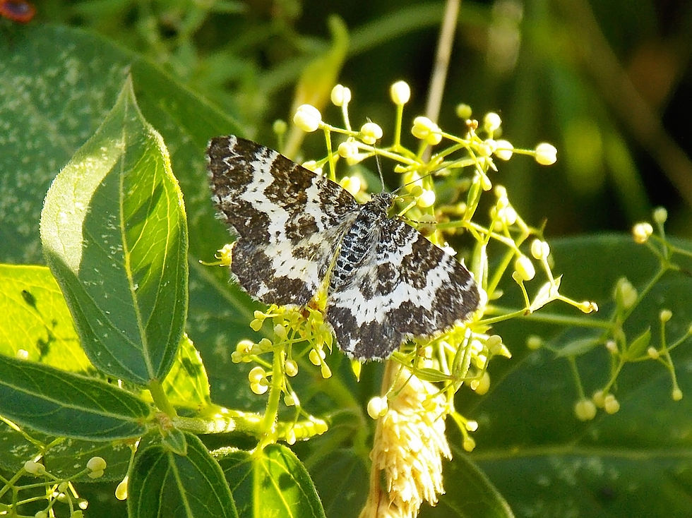 Epirrhoe tristata