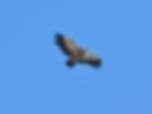 Gyps fulvus