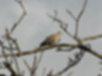 Streptopelia decaocto