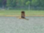 Ardea purpurea