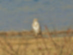 Buteo buteo
