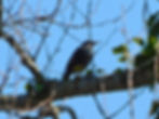 Sturnus vulgaris