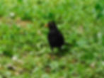 Turdus merula