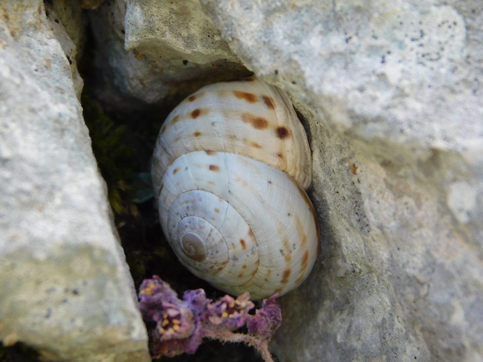 Marmorana signata