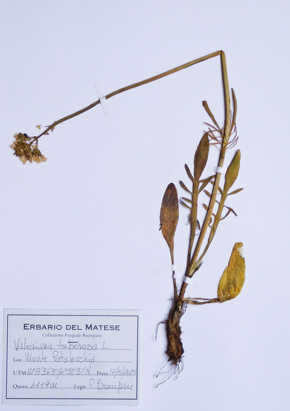 Valeriana tuberosa L.