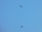 Aquila chrysaetos
