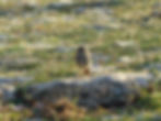 Phoenicurus ochruros
