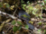 Turdus merula