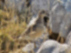 Charadrius morinellus