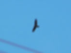 Milvus migrans