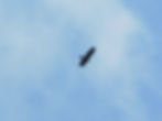 Aquila chrysaetos