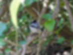 Aegithalos caudatus