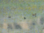 Gallinula chloropus