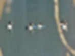 Aythya fuligula
