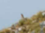 Falco tinnunculus