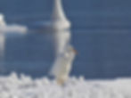 Casmerodius albus