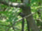 Aegithalos caudatus