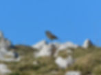 Phoenicurus ochruros