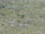 Parus major