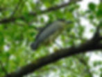 Nycticorax nycticorax