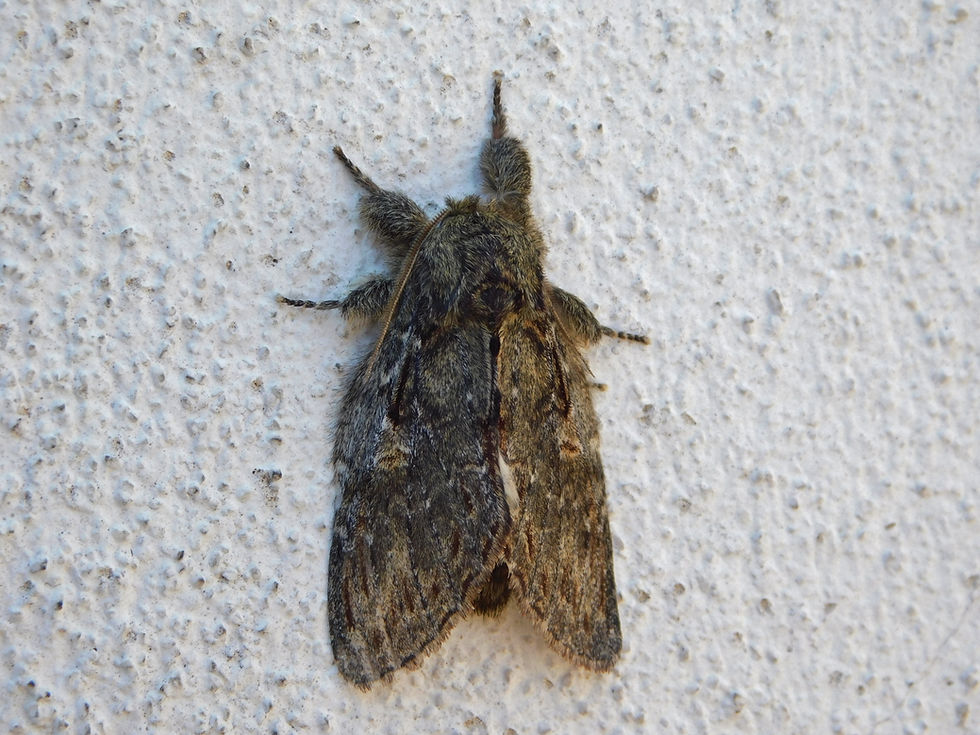 Peridea anceps