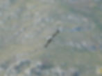Larus michahellis