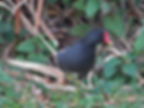 Gallinula chloropus