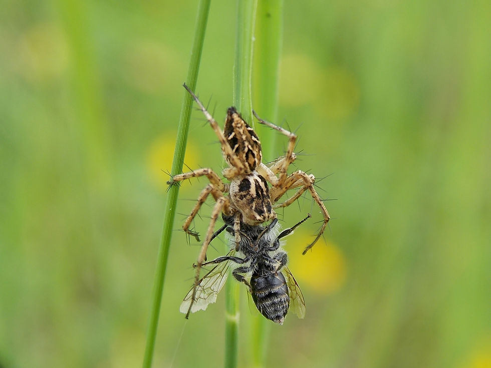 Oxyopes cfr. heterophtalmus