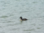 Podiceps cristatus